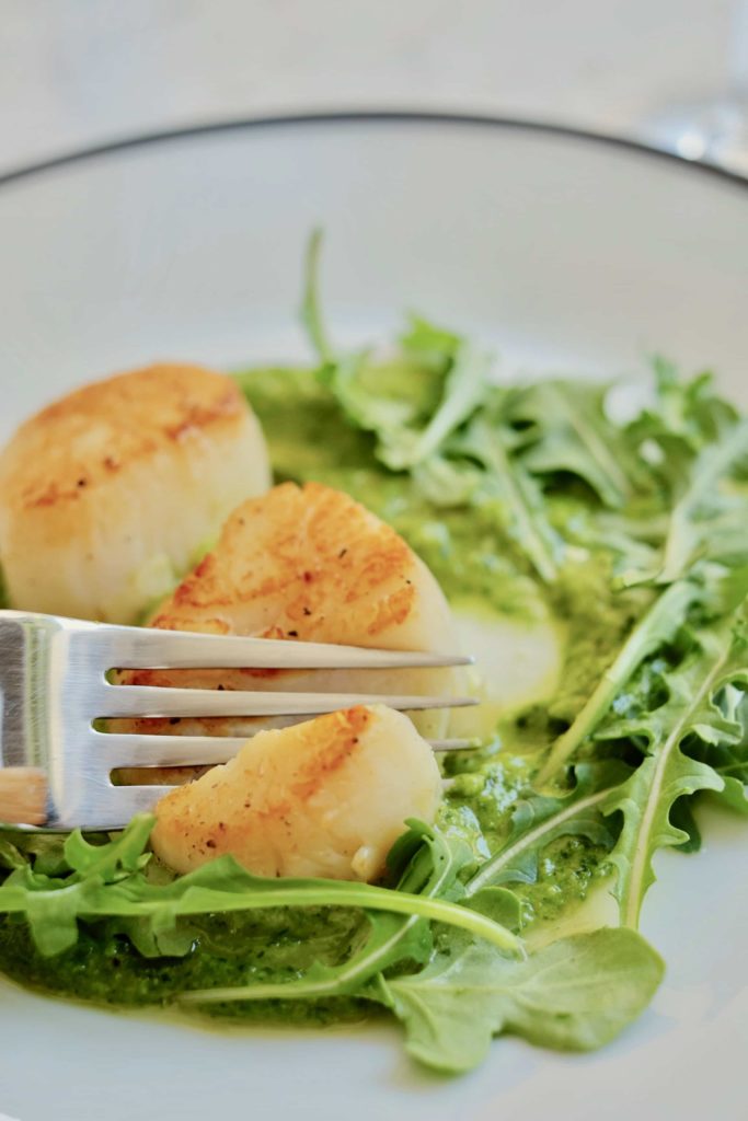 Two pan seared scallops with arugula pesto on a white plate being cut with a fork